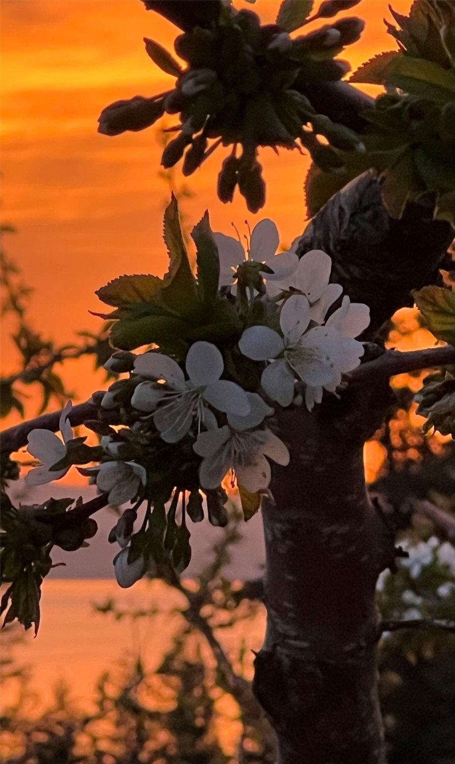 Bigfork, Montana 59911, United States, 3 Bedrooms Bedrooms, ,2 BathroomsBathrooms,Residential,Pending,190759