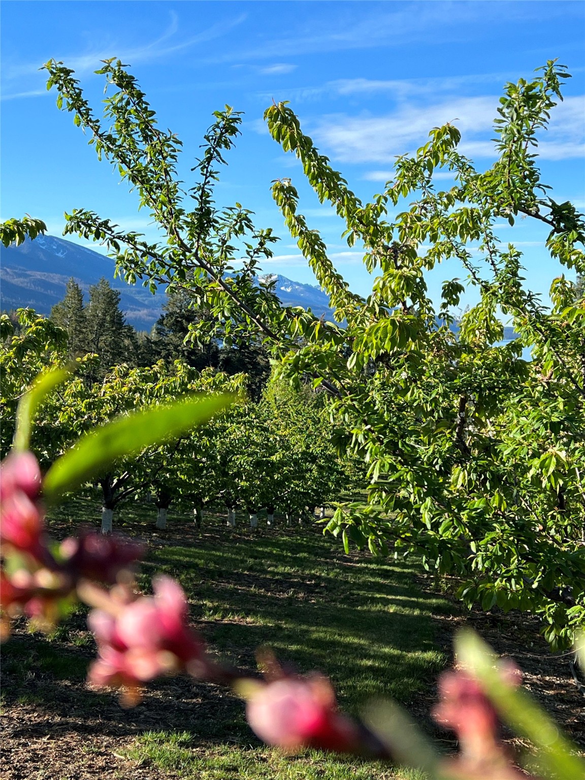 Bigfork, Montana 59911, United States, 3 Bedrooms Bedrooms, ,2 BathroomsBathrooms,Residential,Pending,190759