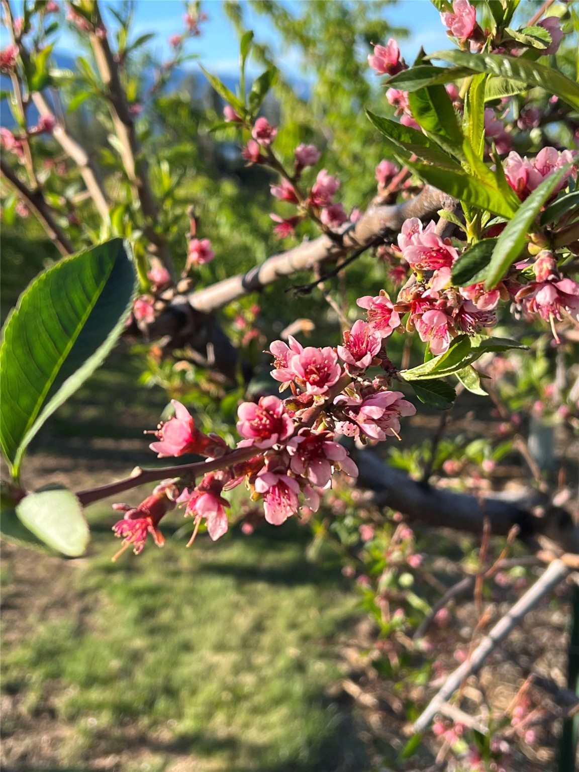 Bigfork, Montana 59911, United States, 3 Bedrooms Bedrooms, ,2 BathroomsBathrooms,Residential,Pending,190759