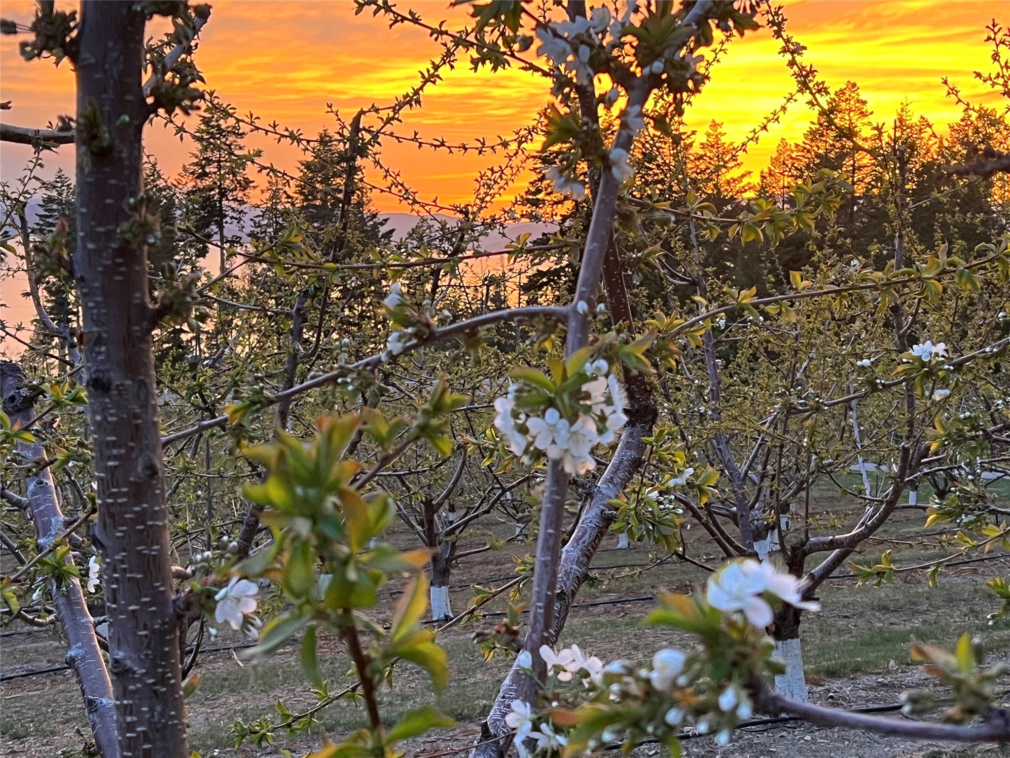 Bigfork, Montana 59911, United States, 3 Bedrooms Bedrooms, ,2 BathroomsBathrooms,Residential,Pending,190759