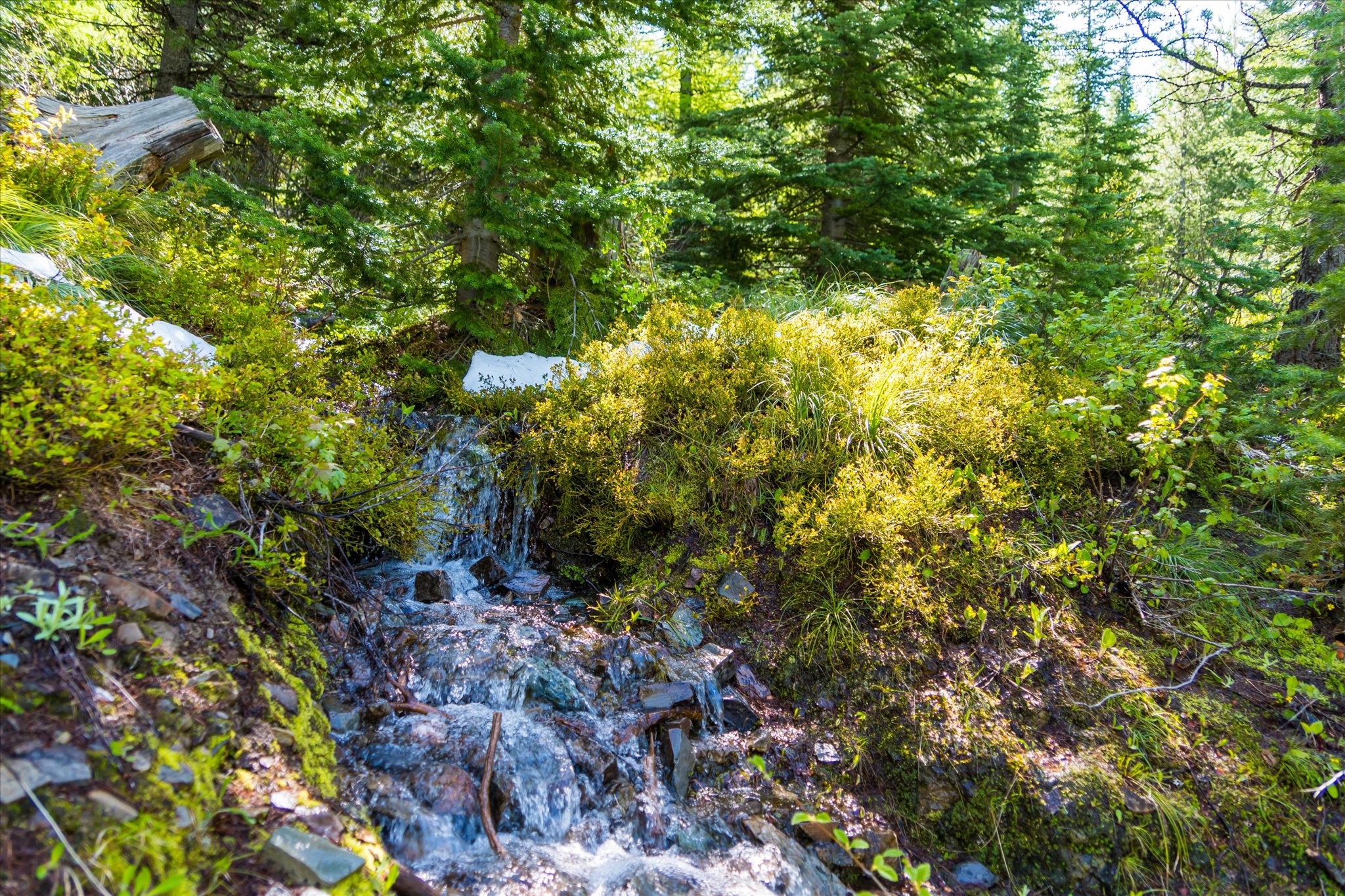 Nhn Griffin Creek Road