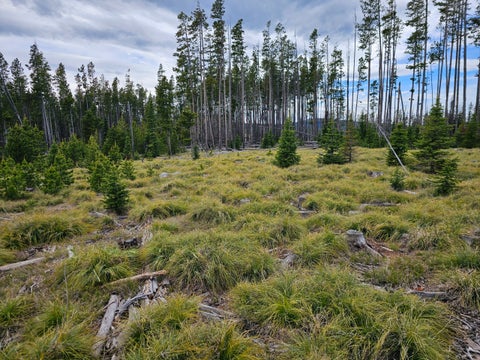 Tiny photo for Excelsior Bullion Parks Road, Elliston, MT 59728 (MLS # 30073341)