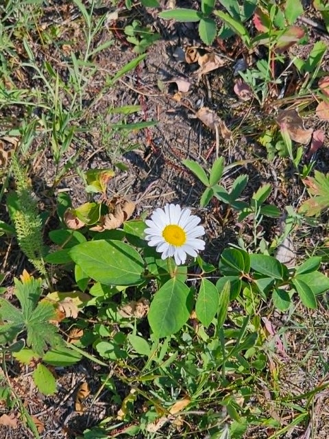 Tiny photo for 50 Juniper Ridge Lane, Drummond, MT 59832 (MLS # 30076481)