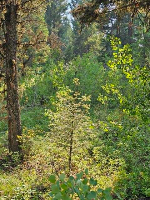 Tiny photo for 50 Juniper Ridge Lane, Drummond, MT 59832 (MLS # 30076481)