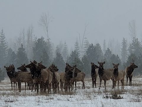 Tiny photo for 440 Trout Creek Road, Trout Creek, MT 59874 (MLS # 30070881)