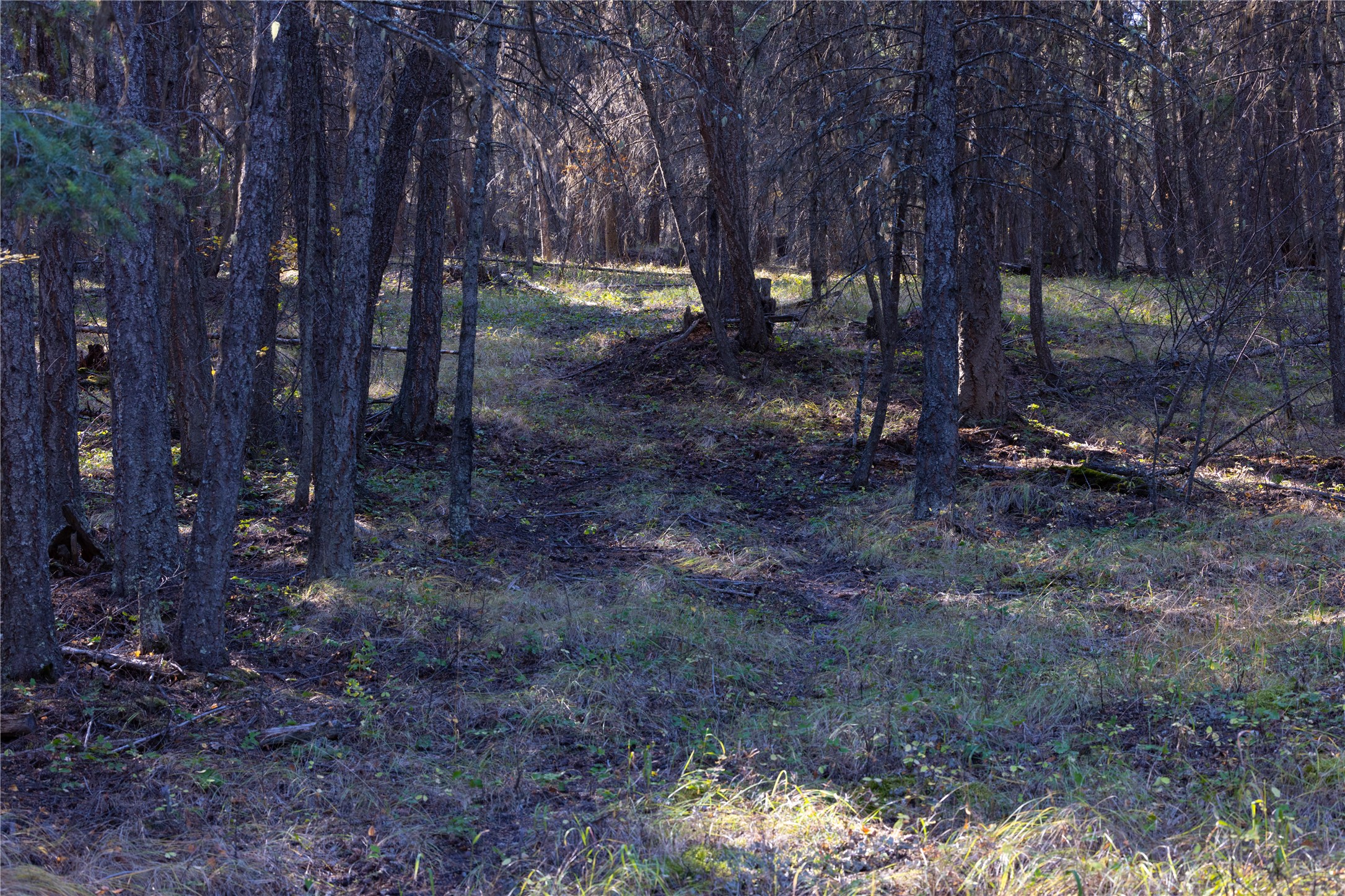 10 Acres Gut Creek Road