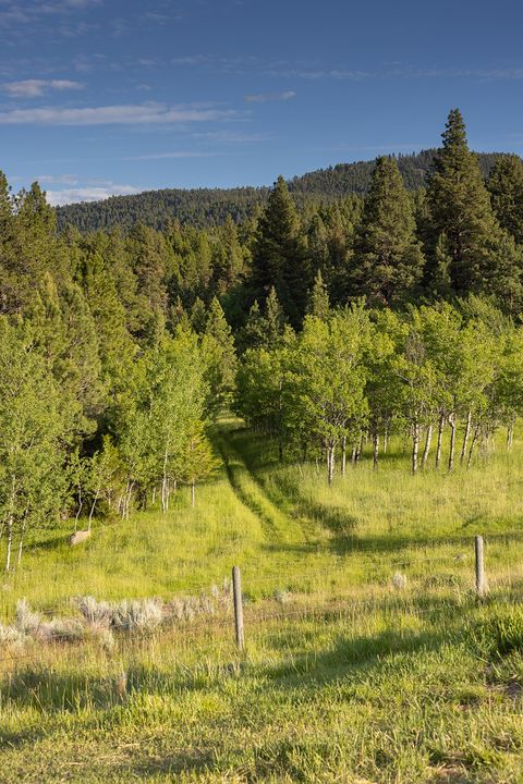 Tiny photo for 587 Cozy Lane, Helmville, MT 59843 (MLS # 30071312)