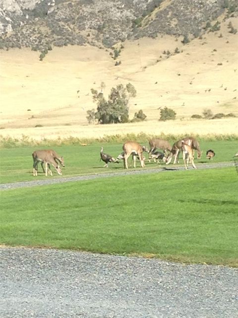Tiny photo for 316 Point of Rocks Road, Whitehall, MT 59759 (MLS # 30066787)