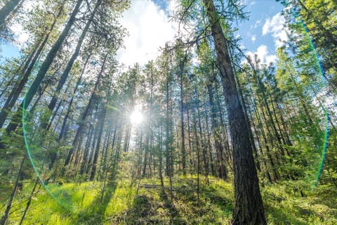 Tiny photo for 9343 US Hwy 2 W, Marion, MT 59925 (MLS # 30073219)