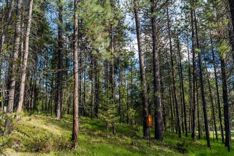 Tiny photo for 9343 US Hwy 2 W, Marion, MT 59925 (MLS # 30073219)