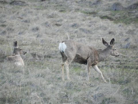 Tiny photo for 87 Hideaway Lane, Cascade, MT 59421 (MLS # 30069077)