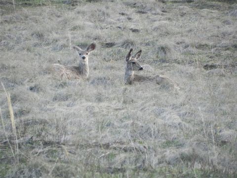 Tiny photo for 87 Hideaway Lane, Cascade, MT 59421 (MLS # 30069077)