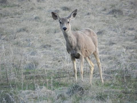 Tiny photo for 87 Hideaway Lane, Cascade, MT 59421 (MLS # 30069077)
