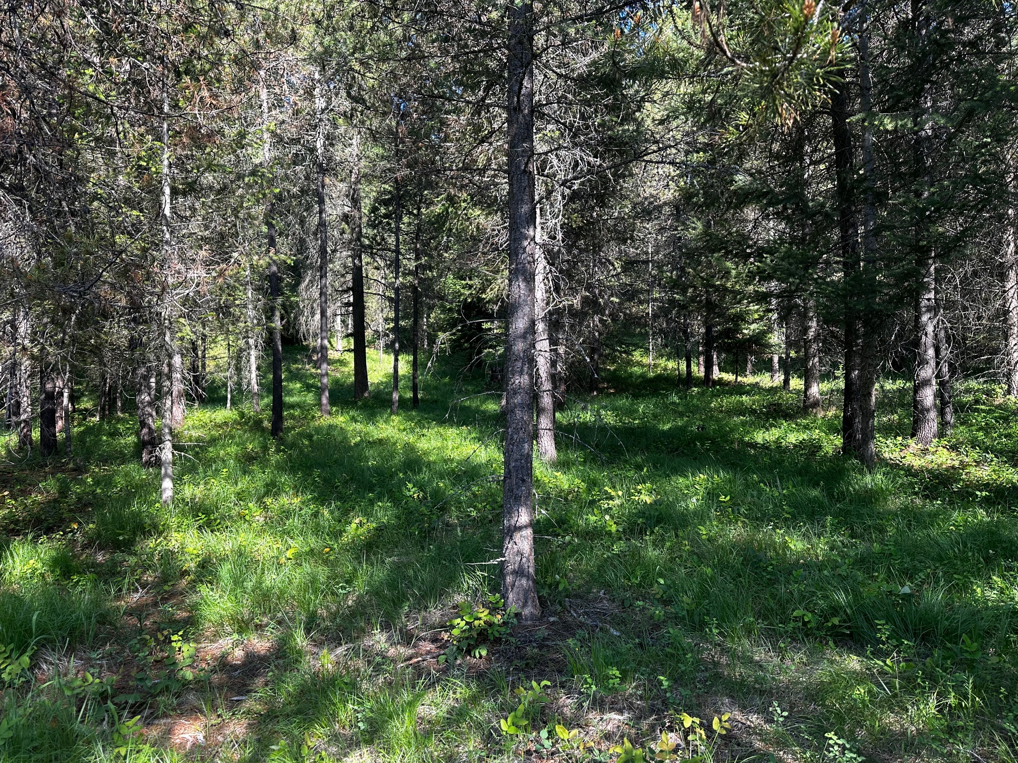 NHN Graves Creek Loop