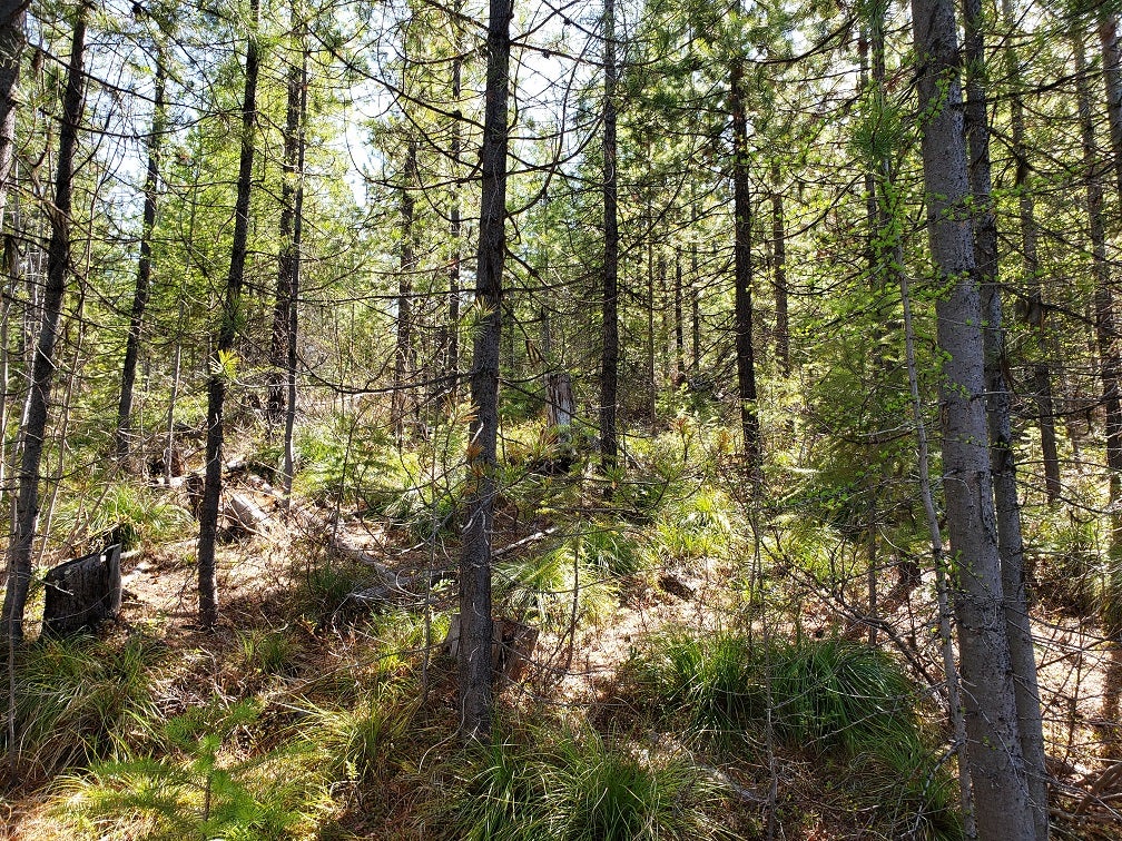 Tract 4 Nine Mile Road