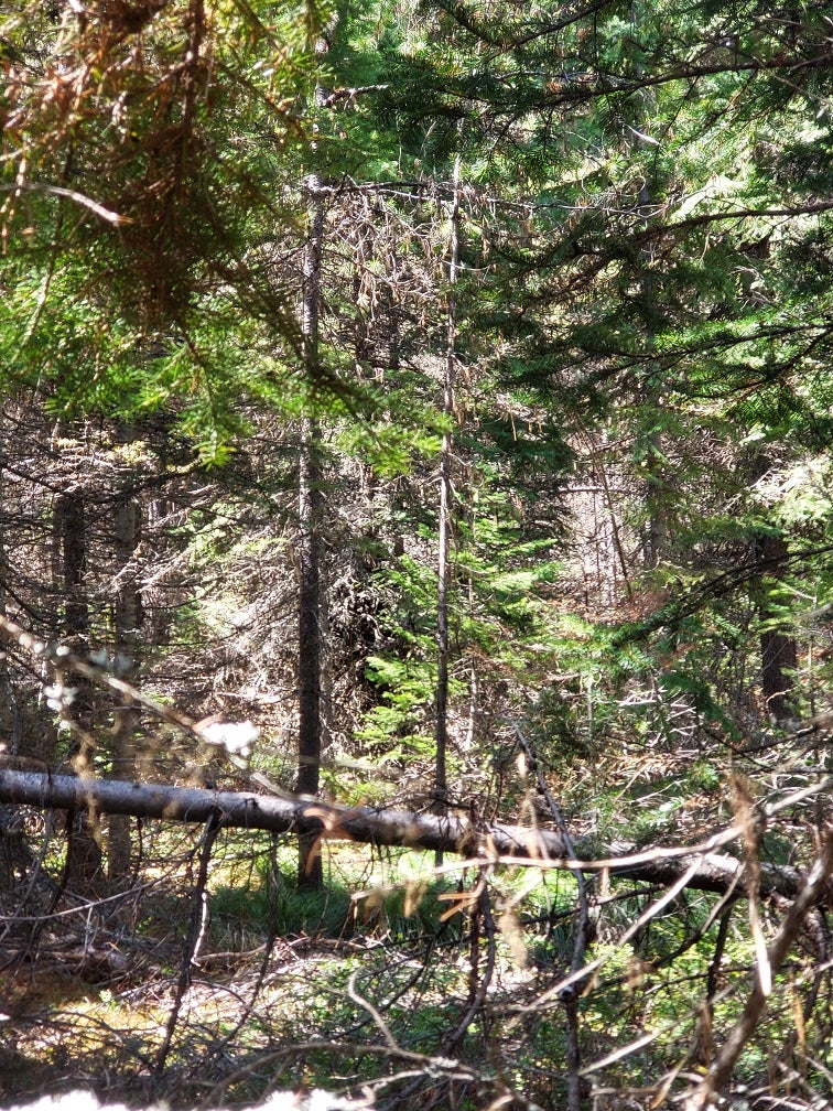Tract 4 Nine Mile Road