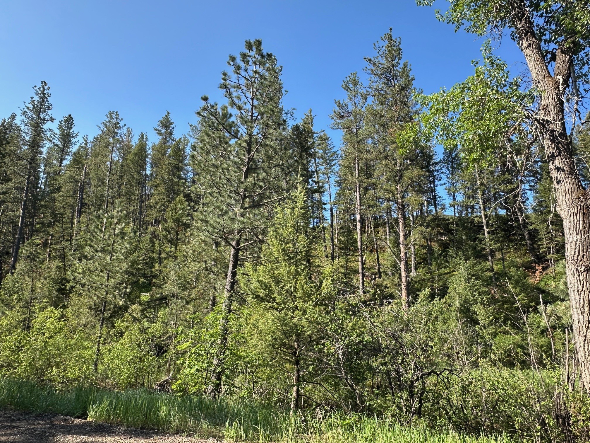 NHN Lot 1 Highway 89 N