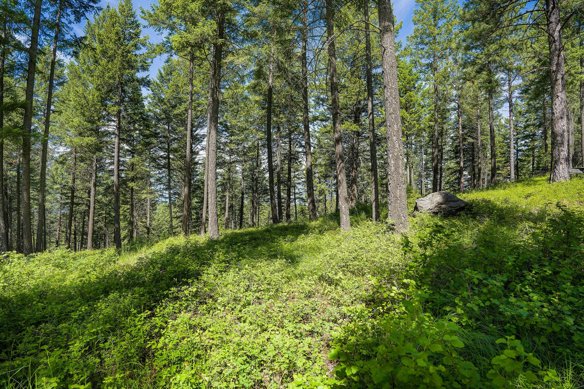 369 Chief Cliff Trail