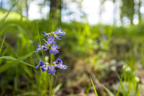 Tiny photo for 369 Chief Cliff Trail, Bigfork, MT 59911 (MLS # 30070235)