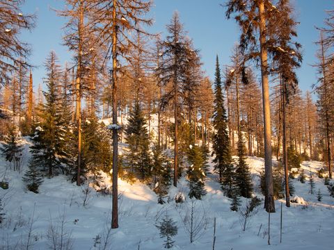 Tiny photo for 299 Elk Highlands Drive, Whitefish, MT 59937 (MLS # 30065309)