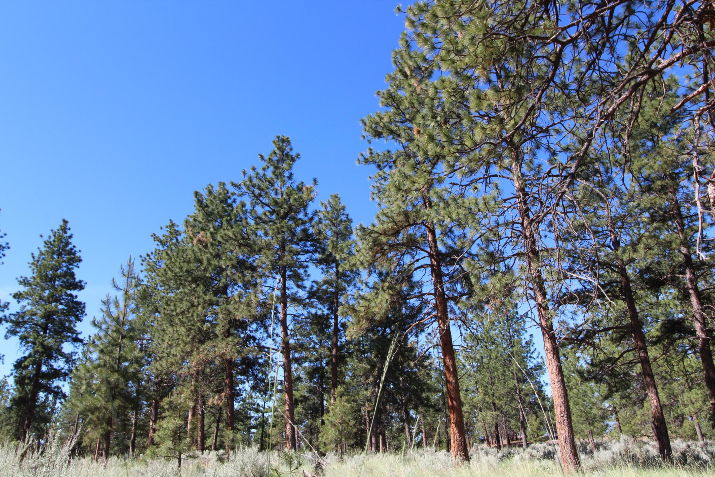 Corvallis, Montana 59828, United States, ,Land,Active,75249