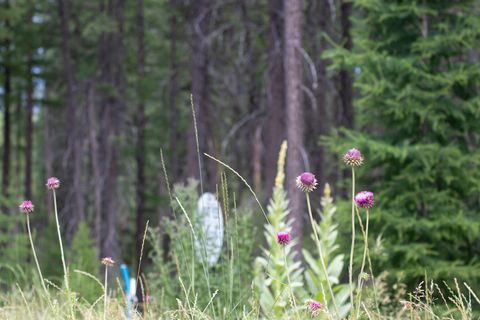 Tiny photo for 185 Rosewood Lane #Lot 14, Whitefish, MT 59937 (MLS # 30053494)