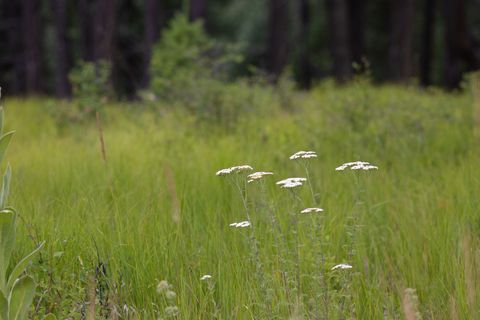 Tiny photo for 185 Rosewood Lane #Lot 14, Whitefish, MT 59937 (MLS # 30053494)