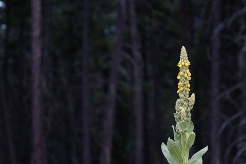 Tiny photo for 185 Rosewood Lane #Lot 14, Whitefish, MT 59937 (MLS # 30053494)