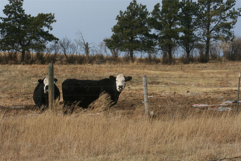 Photo of 981 Cora Creek Road, Raynesford, MT 59469 (MLS # 30051549)