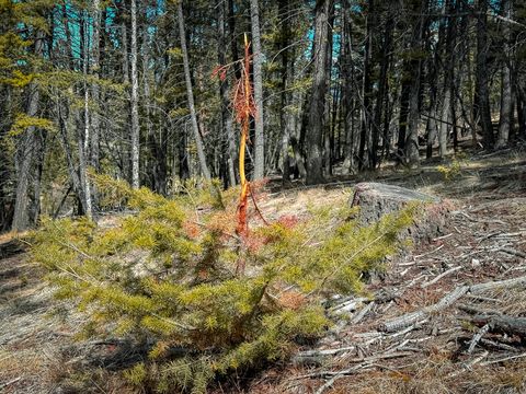 Tiny photo for TBD Lone Pine Gulch Road, Ramsay, MT 59748 (MLS # 30069160)