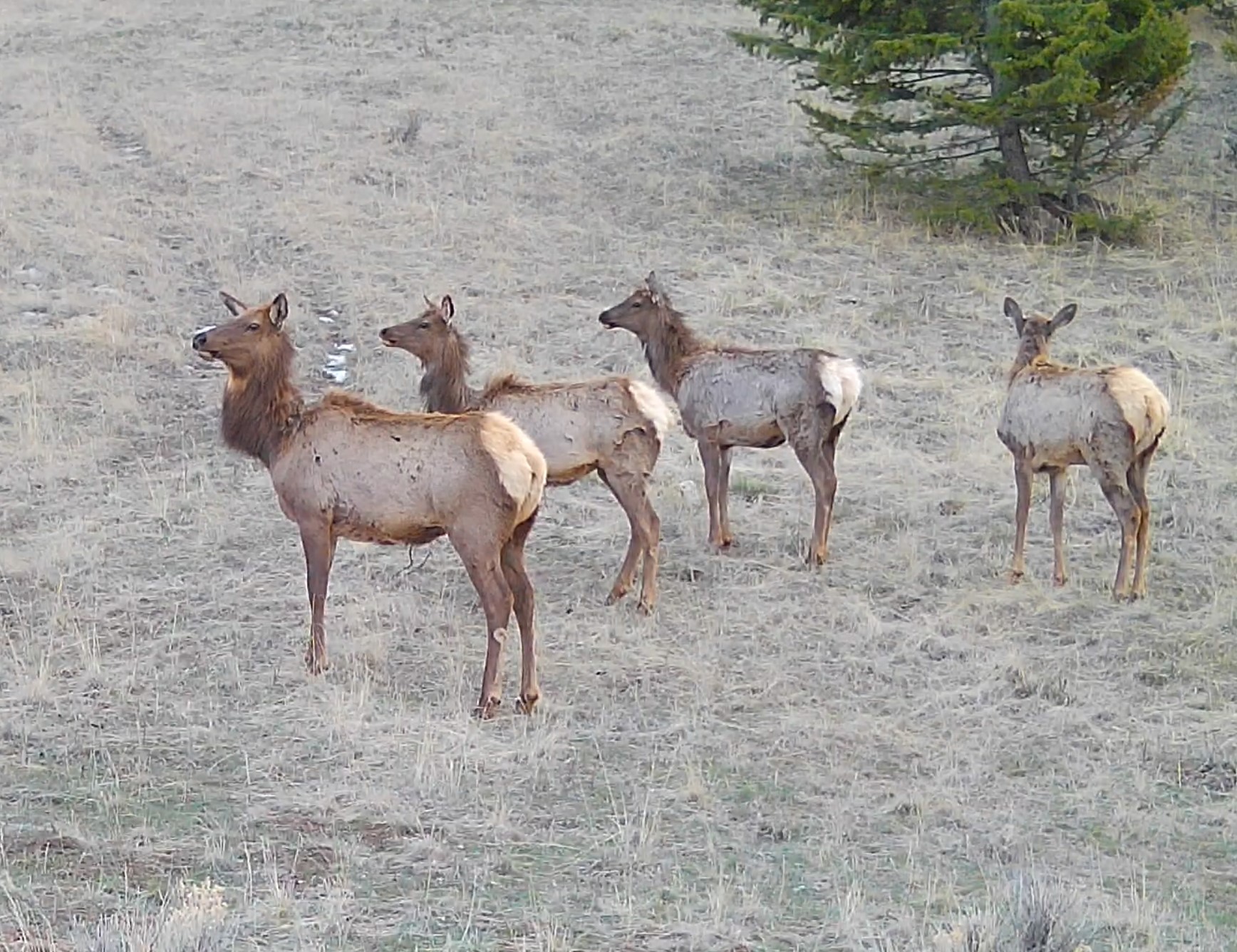 TBD Lone Pine Gulch Road