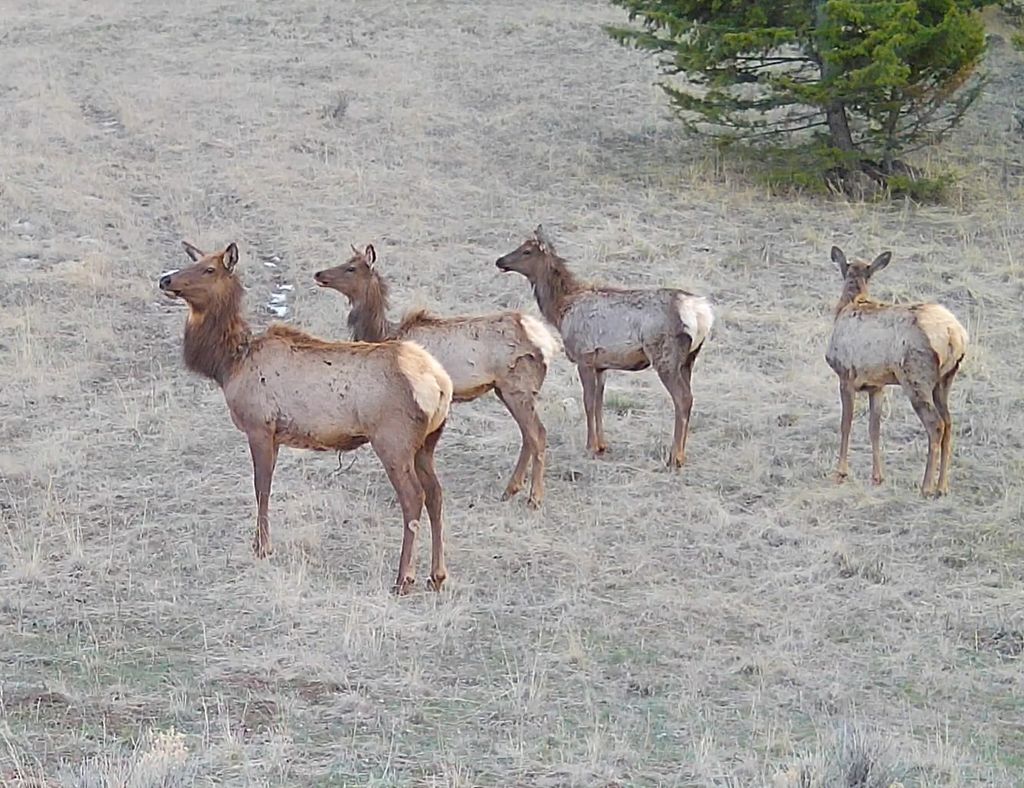Photo of TBD Lone Pine Gulch Road, Ramsay, MT 59748 (MLS # 30069160)