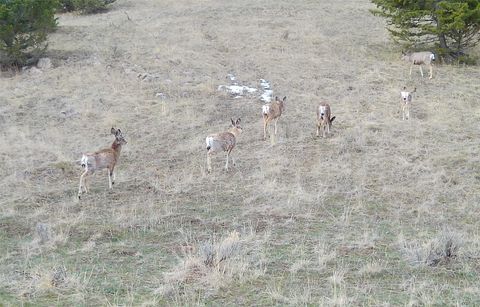 Tiny photo for TBD Lone Pine Gulch Road, Ramsay, MT 59748 (MLS # 30069160)