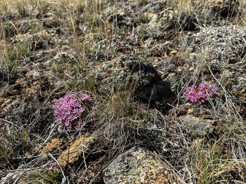 Tiny photo for TBD Lone Pine Gulch Road, Ramsay, MT 59748 (MLS # 30069160)