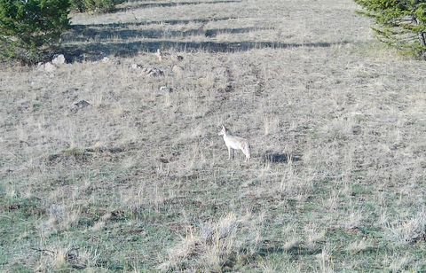 Tiny photo for TBD Lone Pine Gulch Road, Ramsay, MT 59748 (MLS # 30069160)