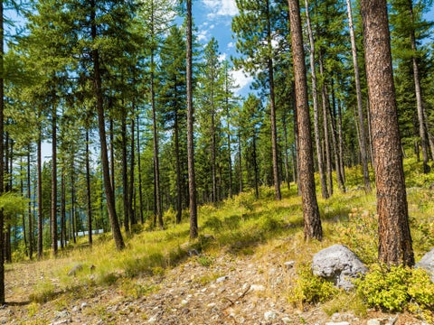 Tiny photo for 69 Eagle Creek Trail, Whitefish, MT 59937 (MLS # 30076149)