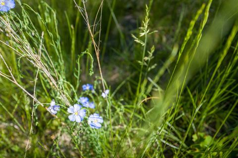 Tiny photo for 643 Saddlehorn Trail, Bigfork, MT 59911 (MLS # 30070231)