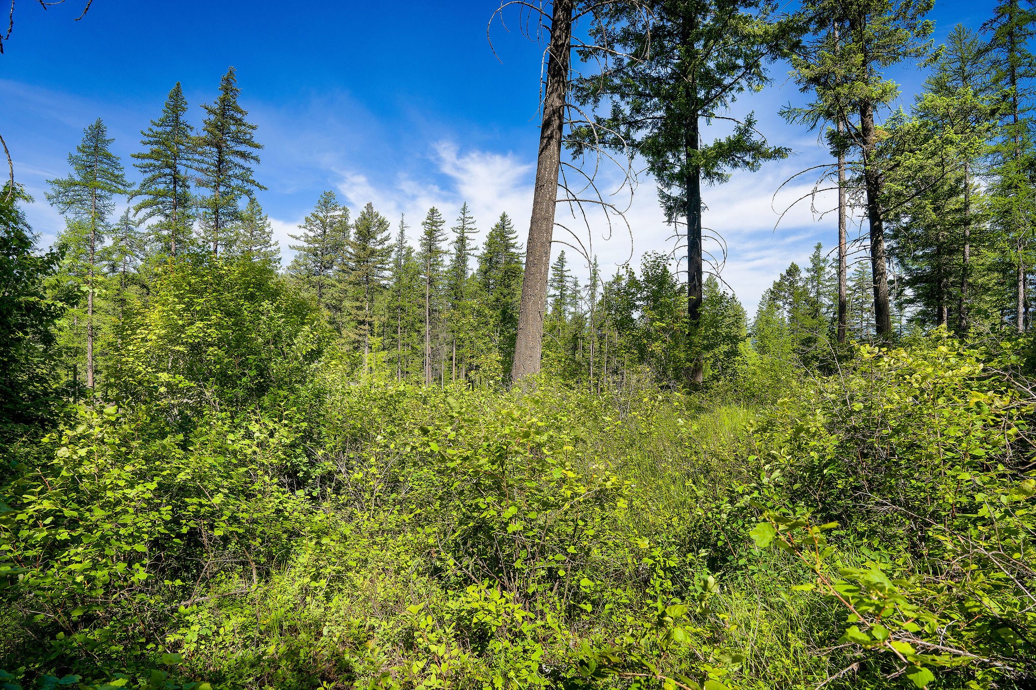 643 Saddlehorn Trail
