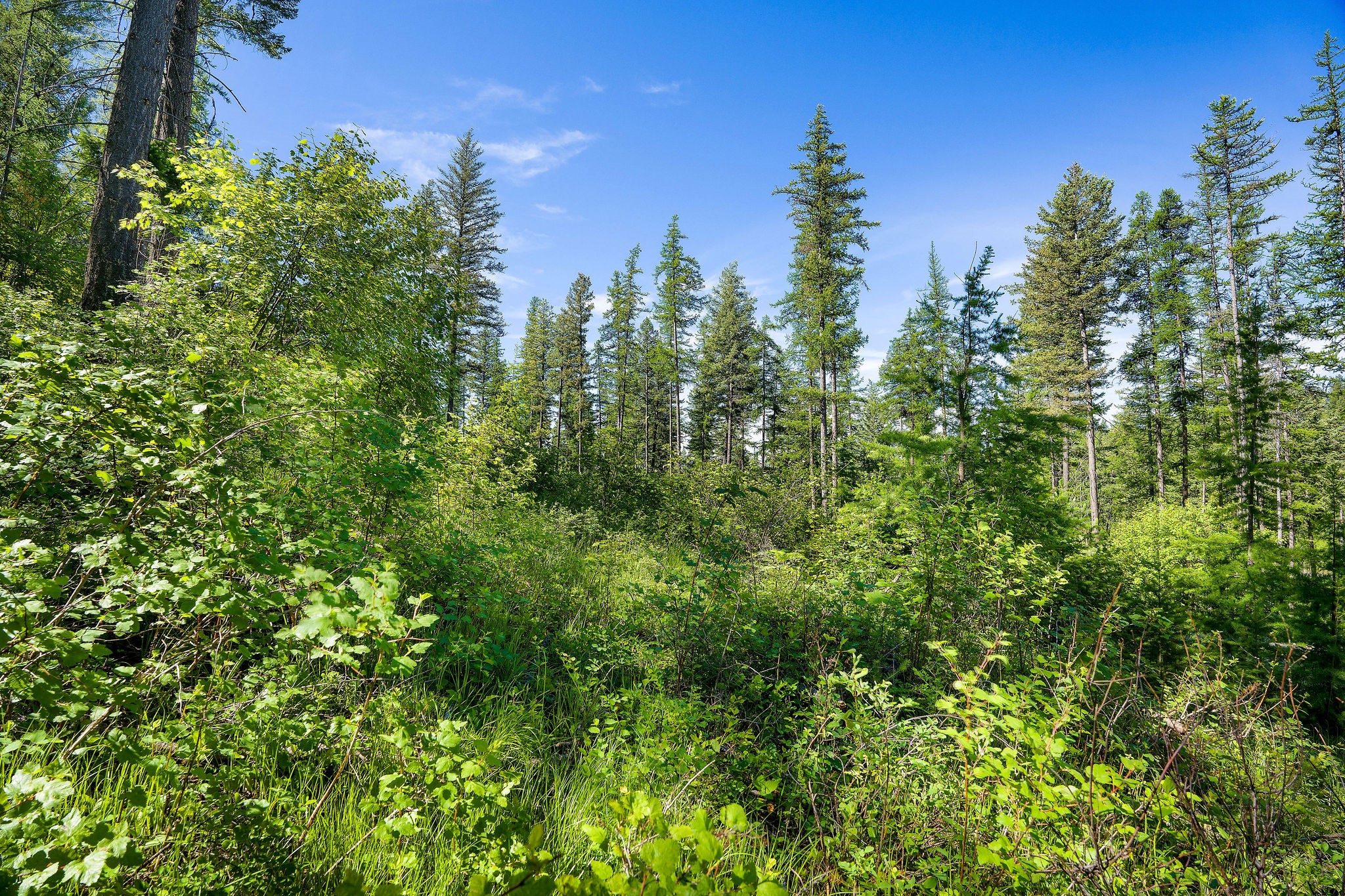 643 Saddlehorn Trail