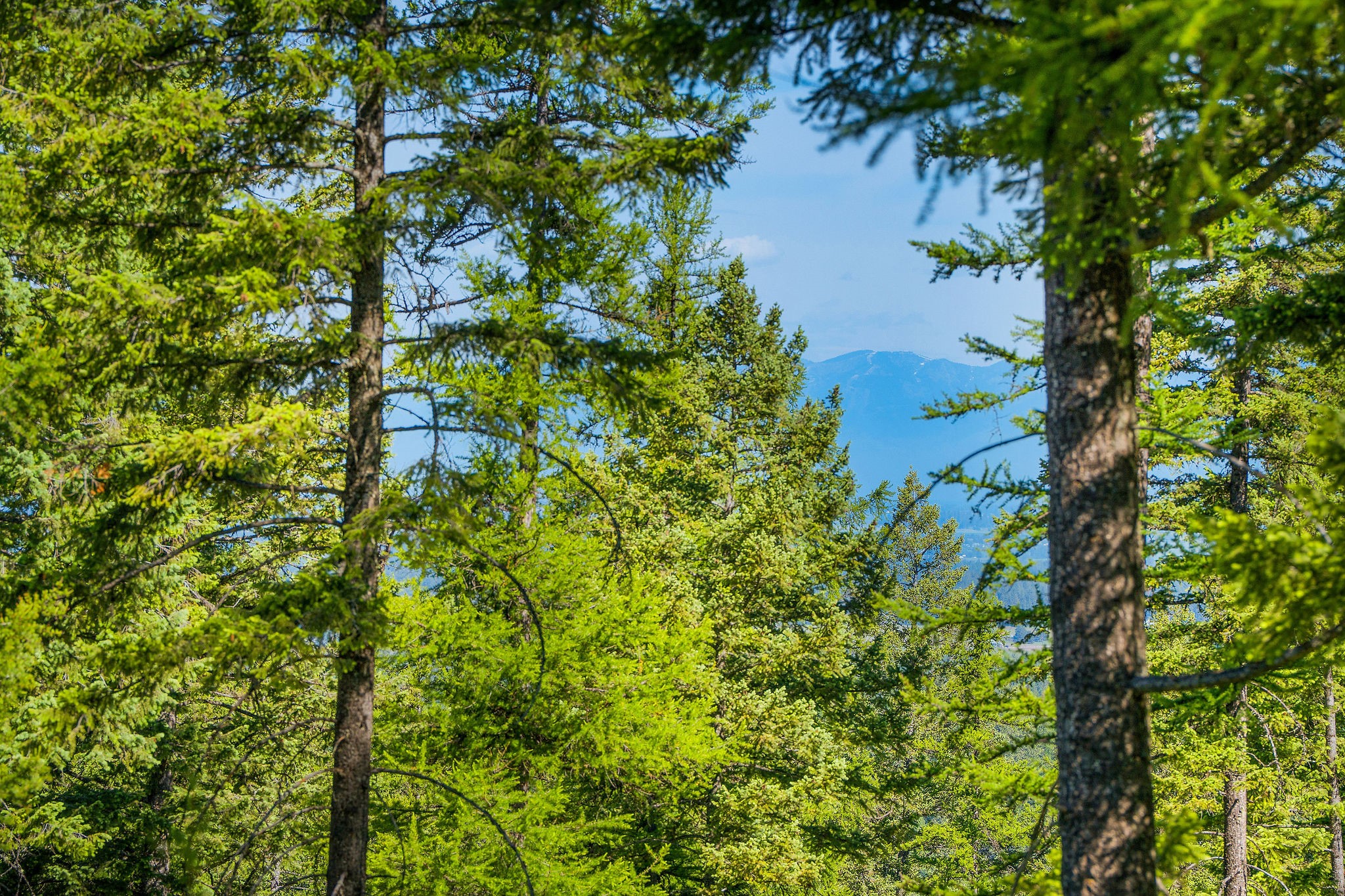 643 Saddlehorn Trail