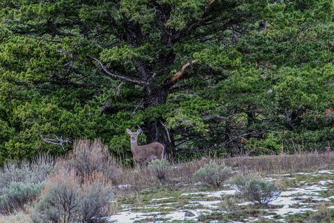 Tiny photo for NHN Woodchuck Road, Bozeman, MT 59715 (MLS # 30068425)