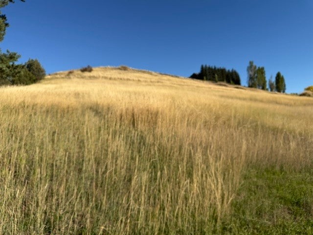 NHN Buena Vista Lane