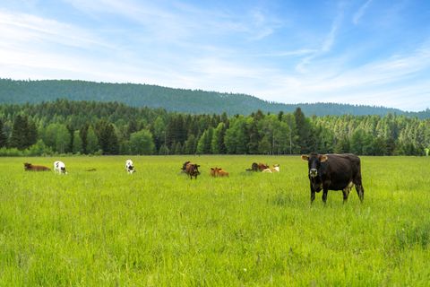 Tiny photo for 7277 Farm To Market Road, Whitefish, MT 59937 (MLS # 30064546)