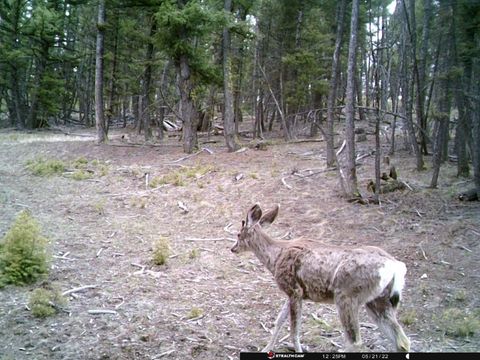 Tiny photo for TBD Camp Creek Road, Melrose, MT 59743 (MLS # 30069343)
