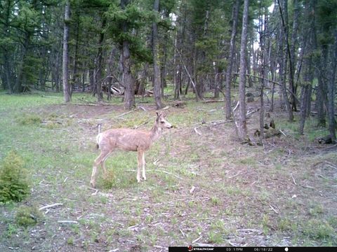 Tiny photo for TBD Camp Creek Road, Melrose, MT 59743 (MLS # 30069343)