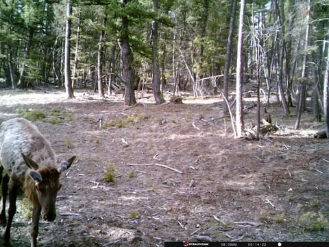 Tiny photo for TBD Camp Creek Road, Melrose, MT 59743 (MLS # 30069343)