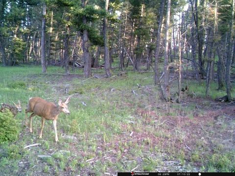 Tiny photo for TBD Camp Creek Road, Melrose, MT 59743 (MLS # 30069343)