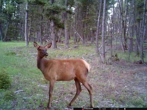 Tiny photo for TBD Camp Creek Road, Melrose, MT 59743 (MLS # 30069343)