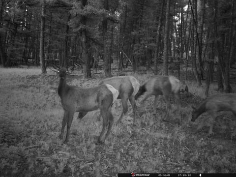 Tiny photo for TBD Camp Creek Road, Melrose, MT 59743 (MLS # 30069343)