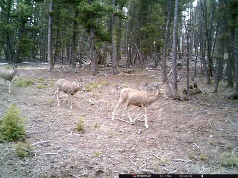 Tiny photo for TBD Camp Creek Road, Melrose, MT 59743 (MLS # 30069343)